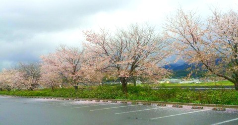 桜04