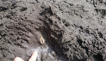 潮干狩りと浸みわたる水素水