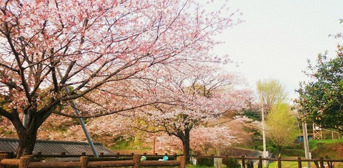 菊池公園桜